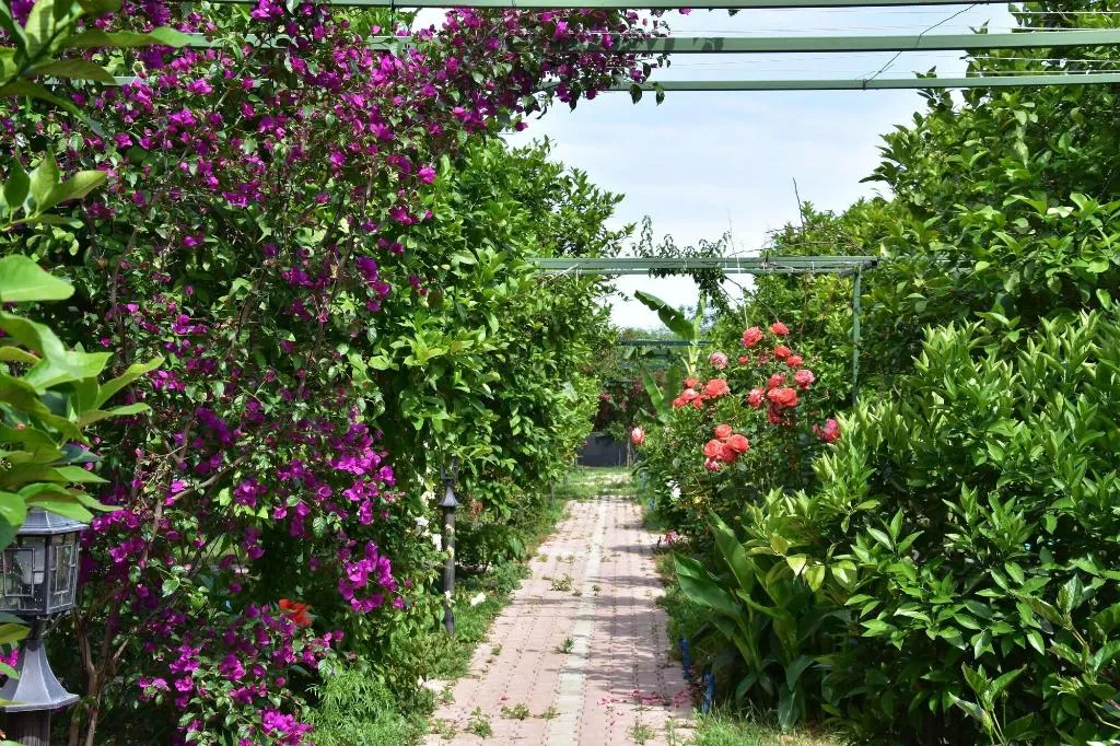General view, Lemon Garden Lodge, Antalya