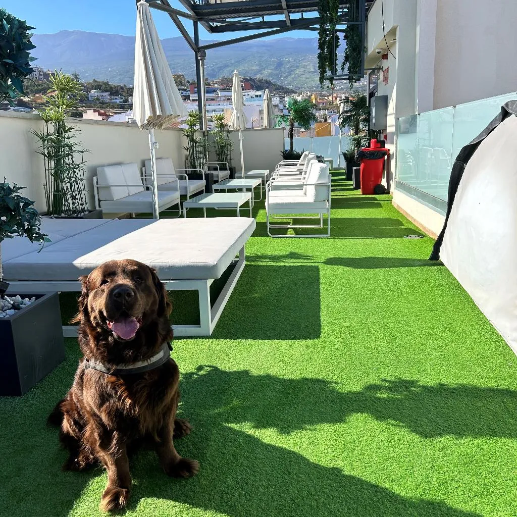 Terrace, Puerto Azul, Tenerife