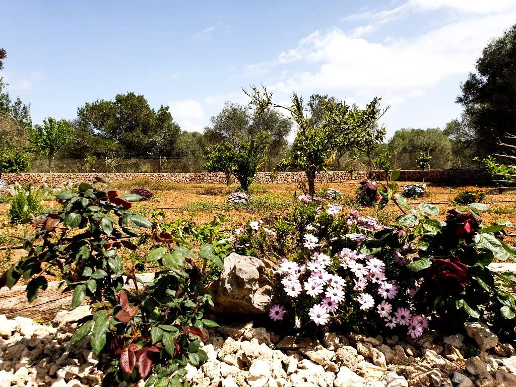 General view, Finca Art 9, Majorca