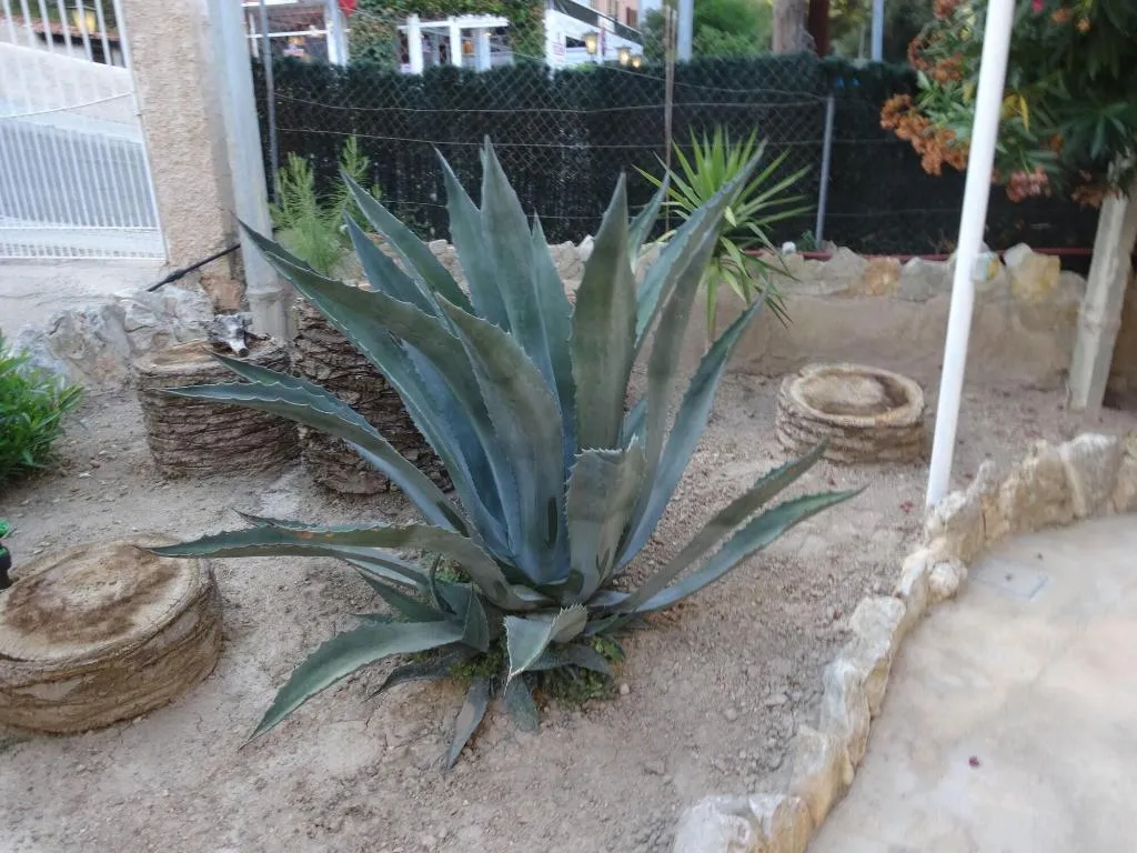 General view, Hostal Amistad, Majorca