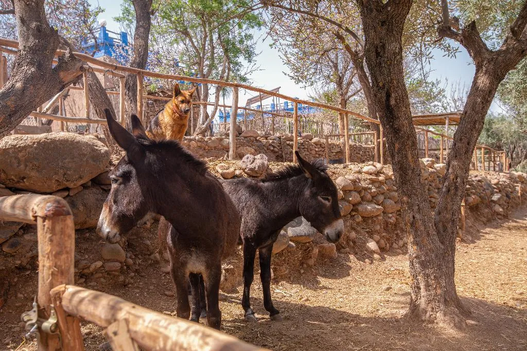 Sports and Entertainment, La Fattoria Ecolodge, Marrakech