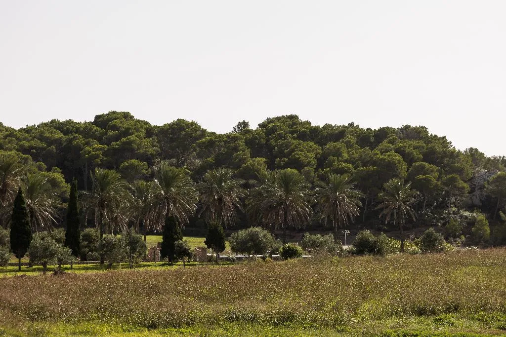 Terrace, Llucatx Menorca, Menorca