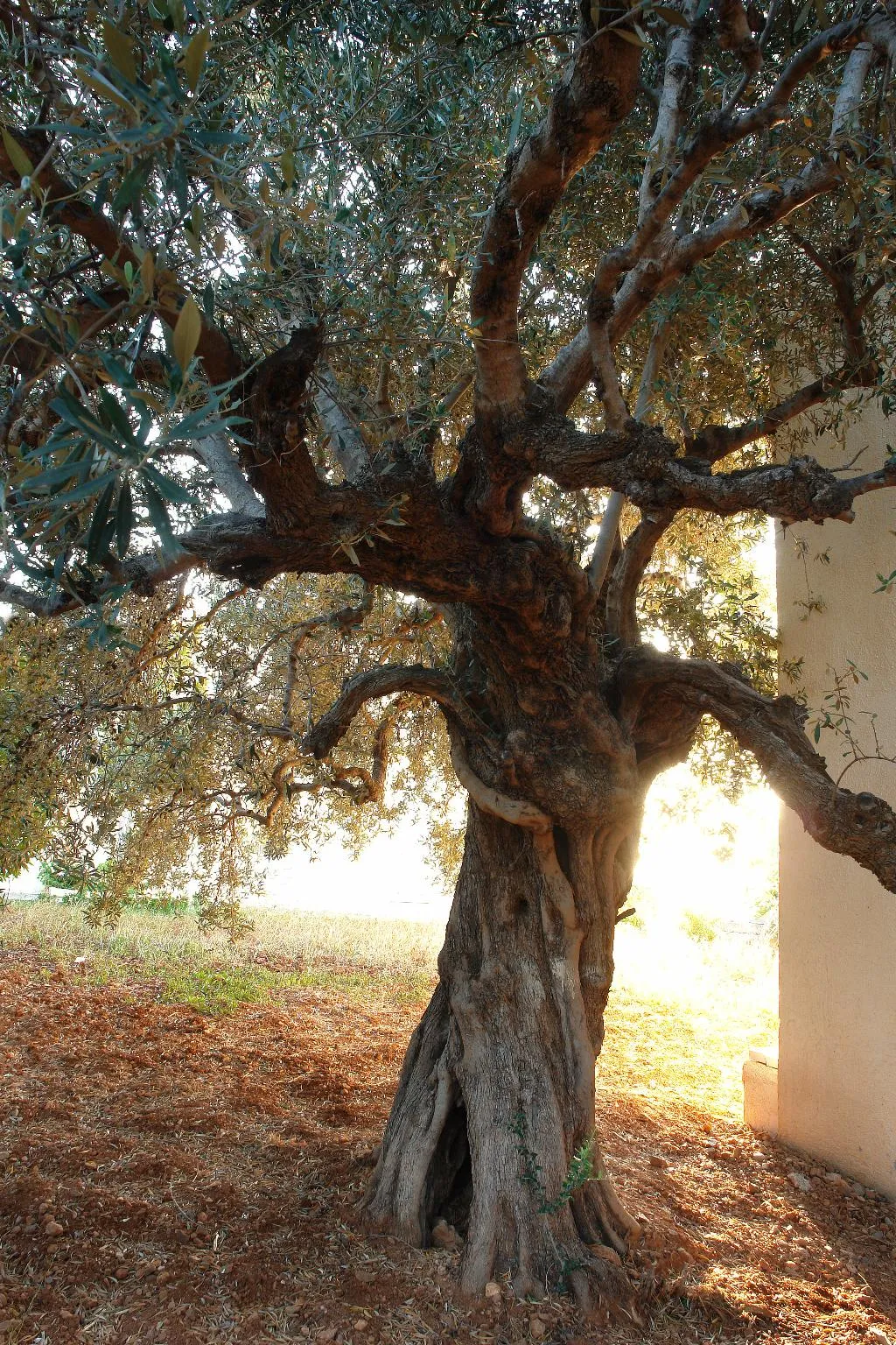 General view, Mirabella Apartments, Crete