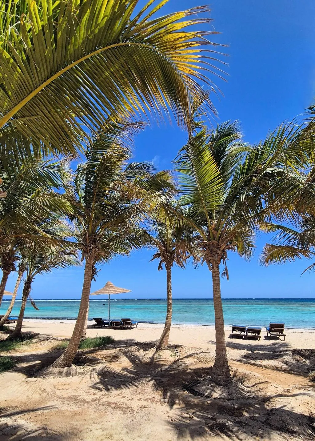 Beach, Mangrove Bay Resort, Red Sea Riviera
