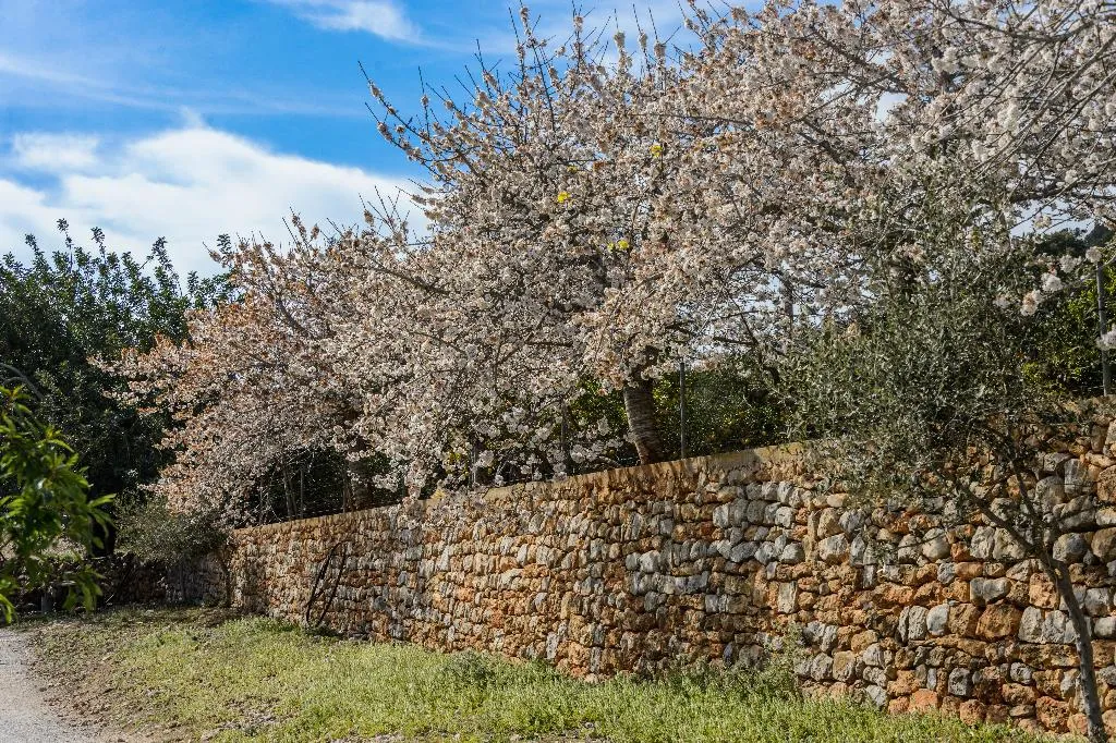 General view, Agroturismo Can Prats, Ibiza