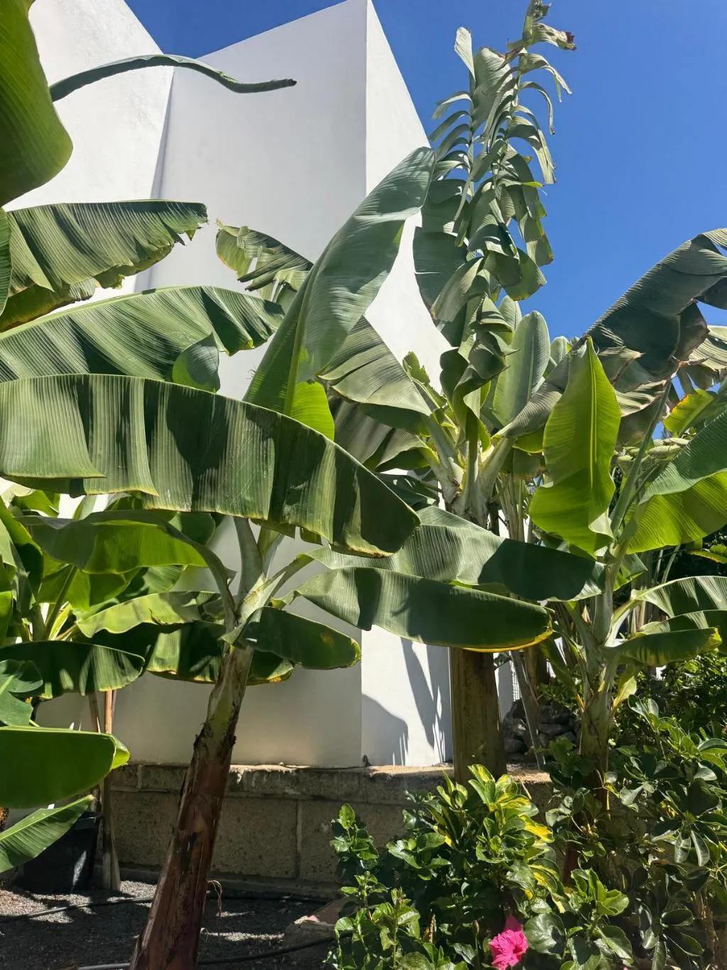 Lobby, Malibu Park, Tenerife