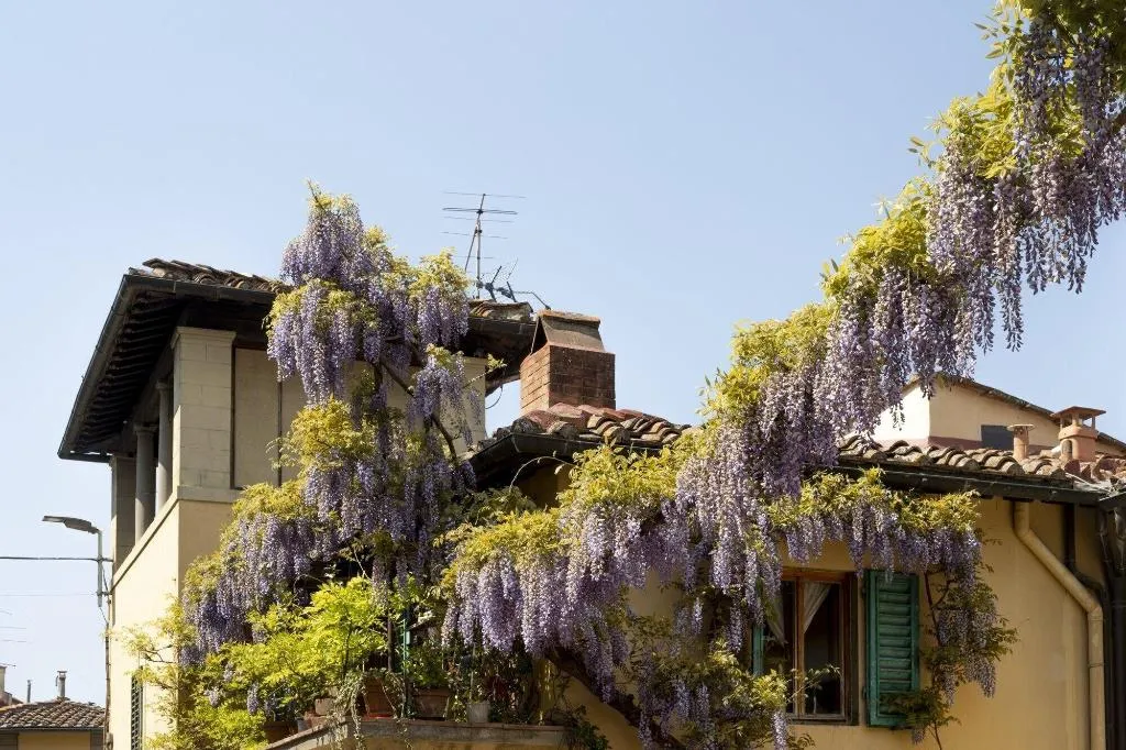 General view, B&B Le Cannelle Fiesole, Florence