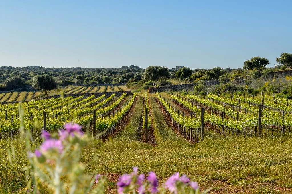 General view, Torralbenc, Menorca