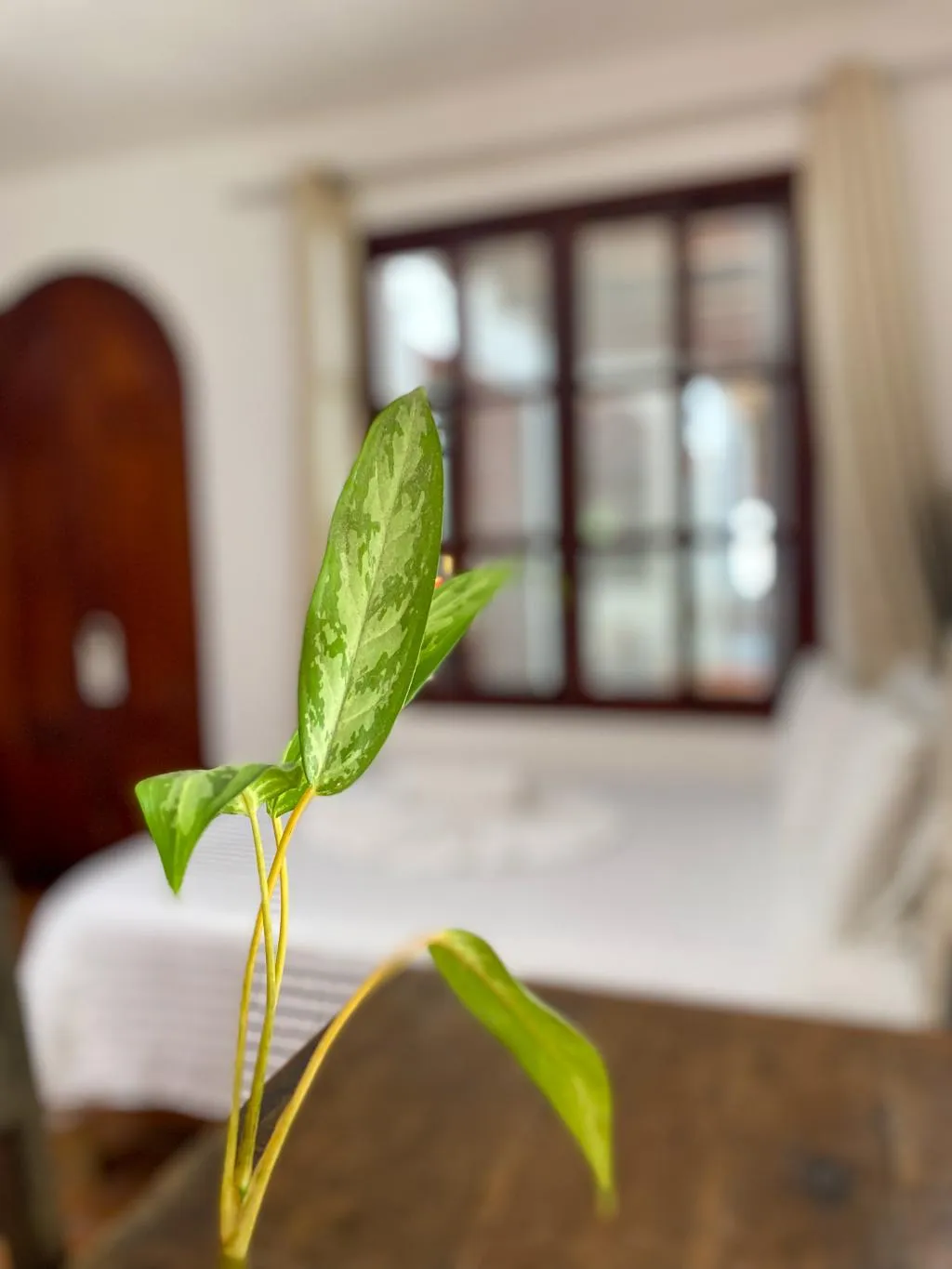 QUADRUPLE ECONOMY Room, Casaejido, Playa Del Carmen