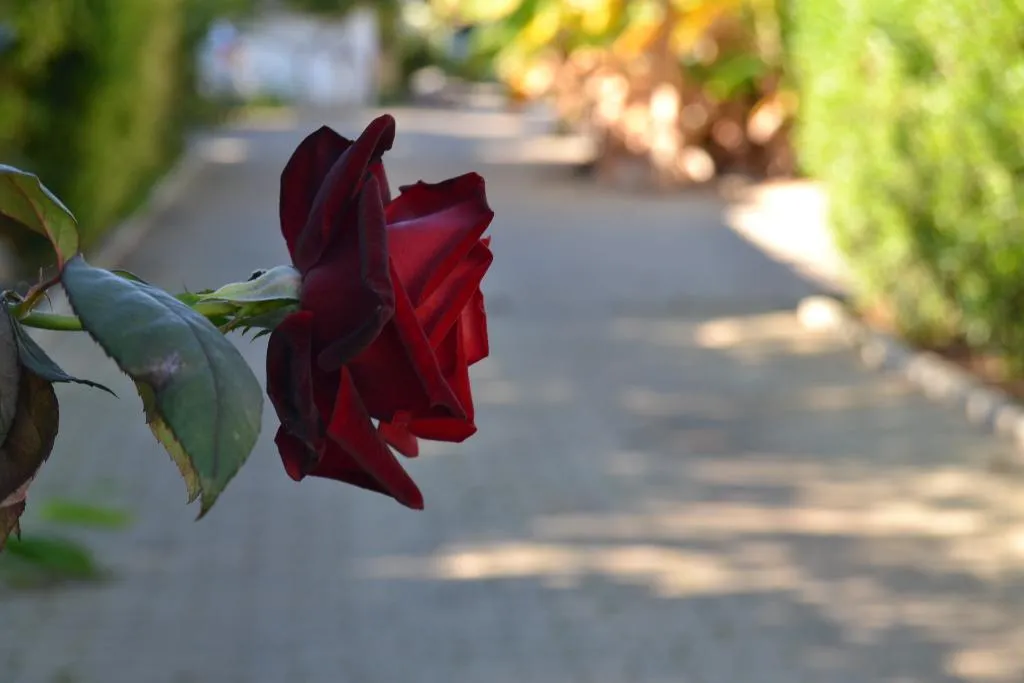 General view, Flor da Laranja, Algarve