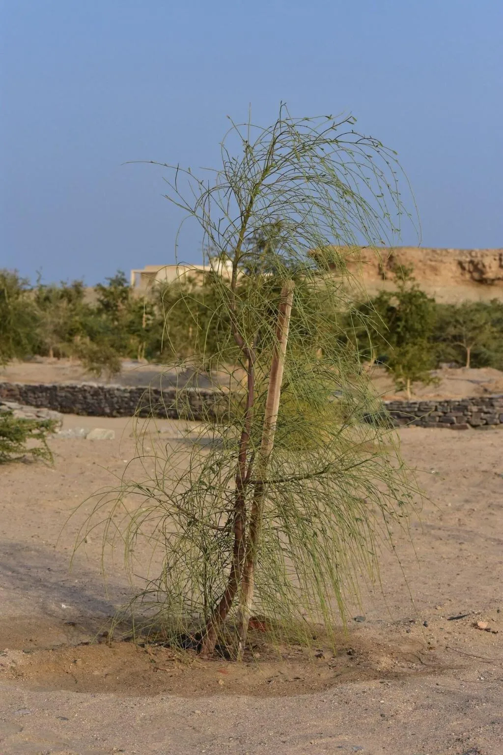 General view, Wadi Sabarah Lodge, Red Sea Riviera