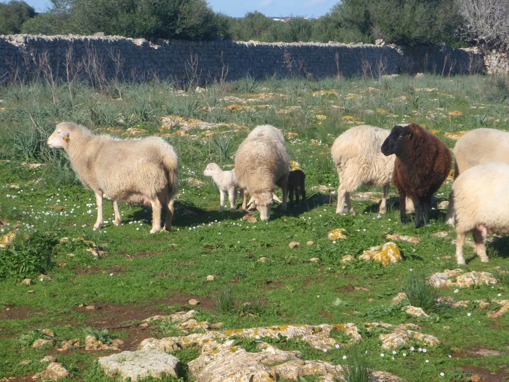 Sports and Entertainment, Matchani Gran, Menorca