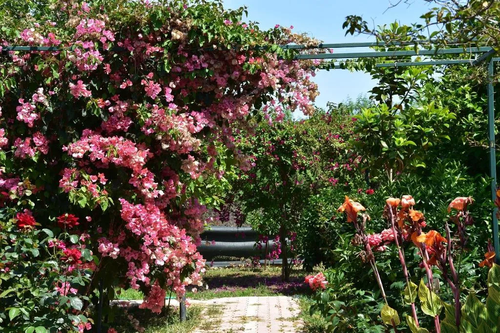 General view, Lemon Garden Lodge, Antalya
