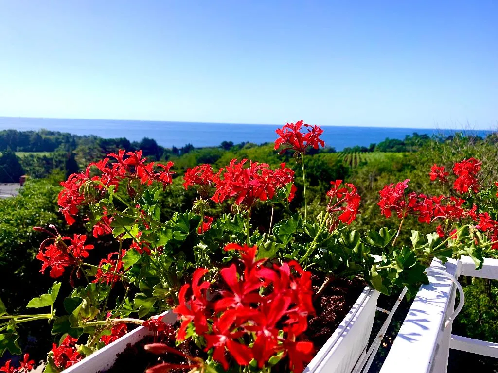 Terrace, Amfora, Varna