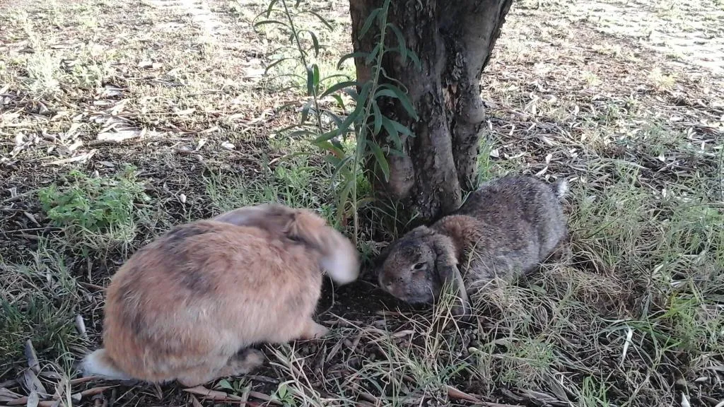 Sports and Entertainment, B&B o'Chalet, Naples