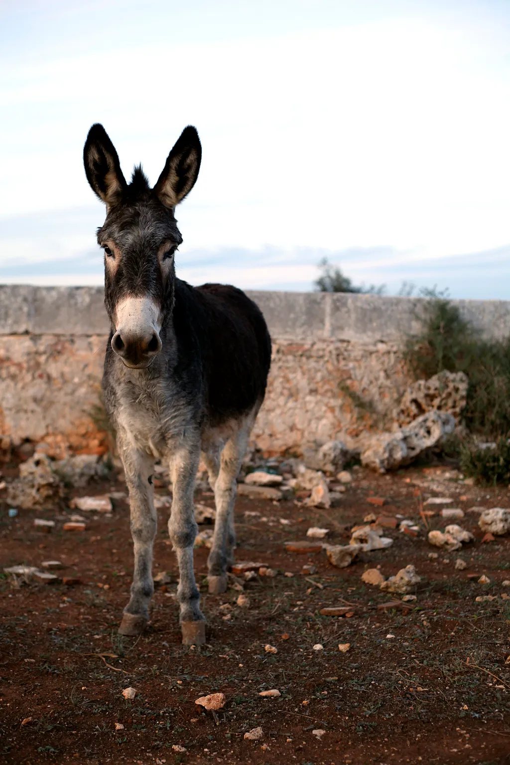 Sports and Entertainment, Matchani Gran, Menorca