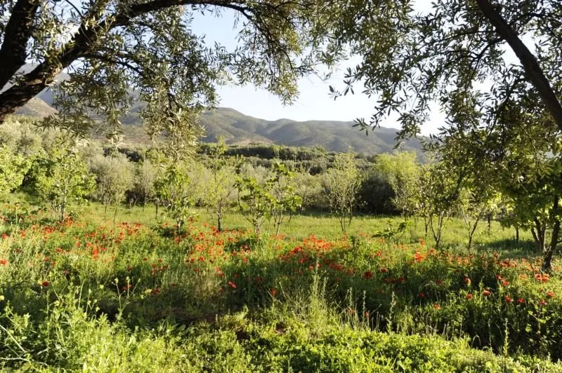 General view, Domaine de la roseraie, Marrakech