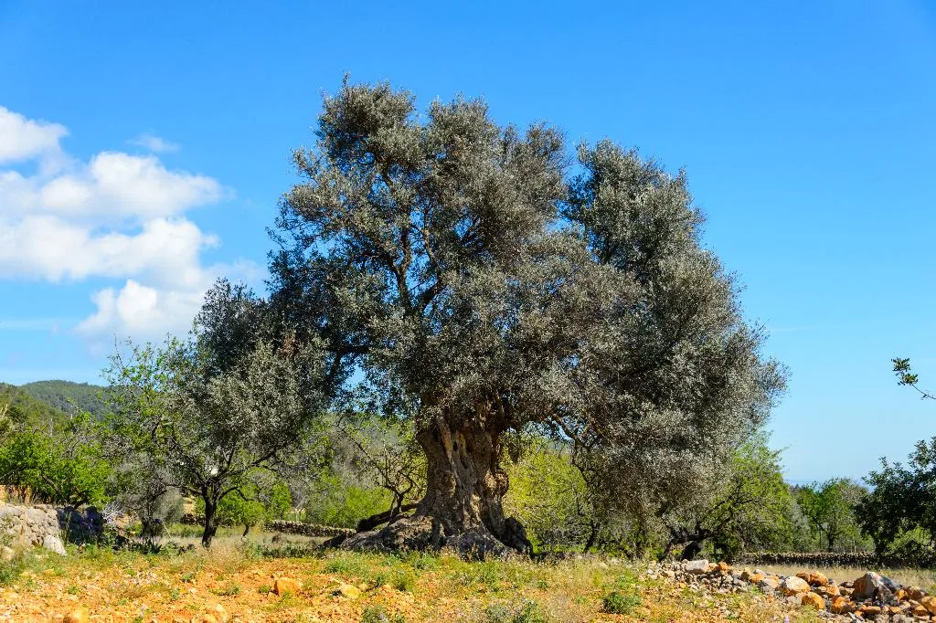 General view, Agroturismo Can Prats, Ibiza