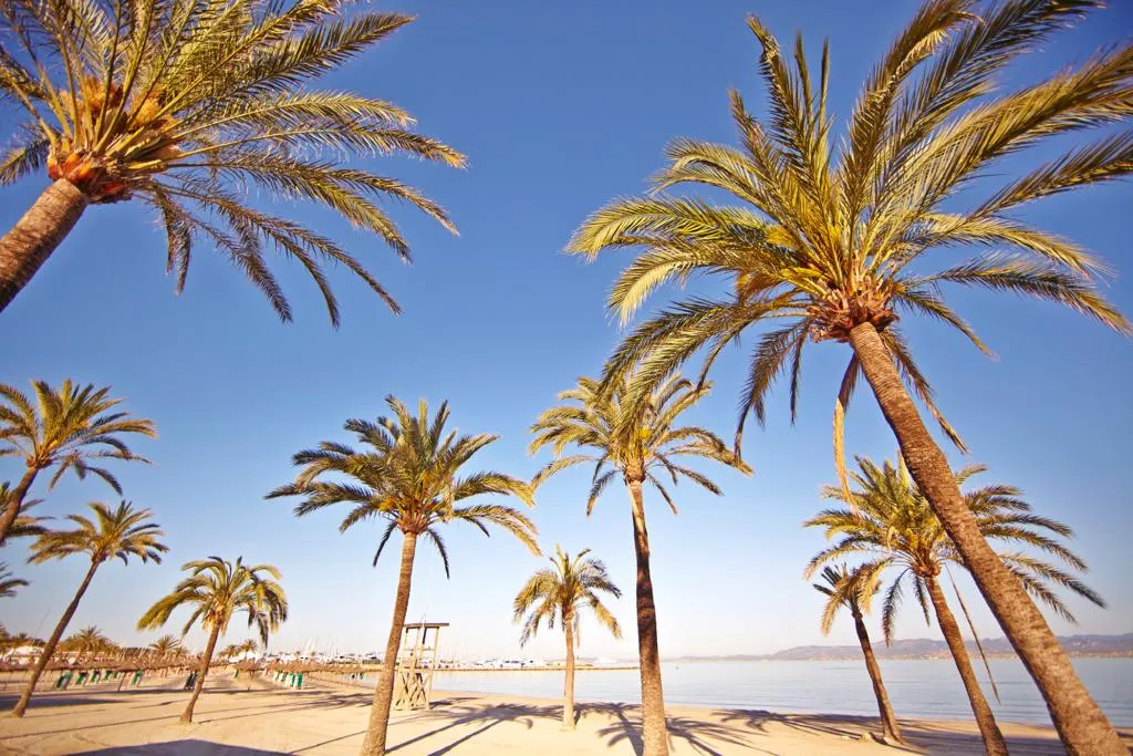 Beach, MLL Palma Bay Club Resort, Majorca