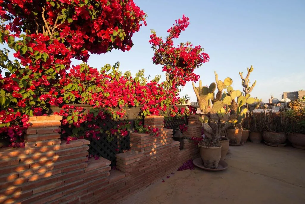 Terrace, Riad Samsli, Marrakech