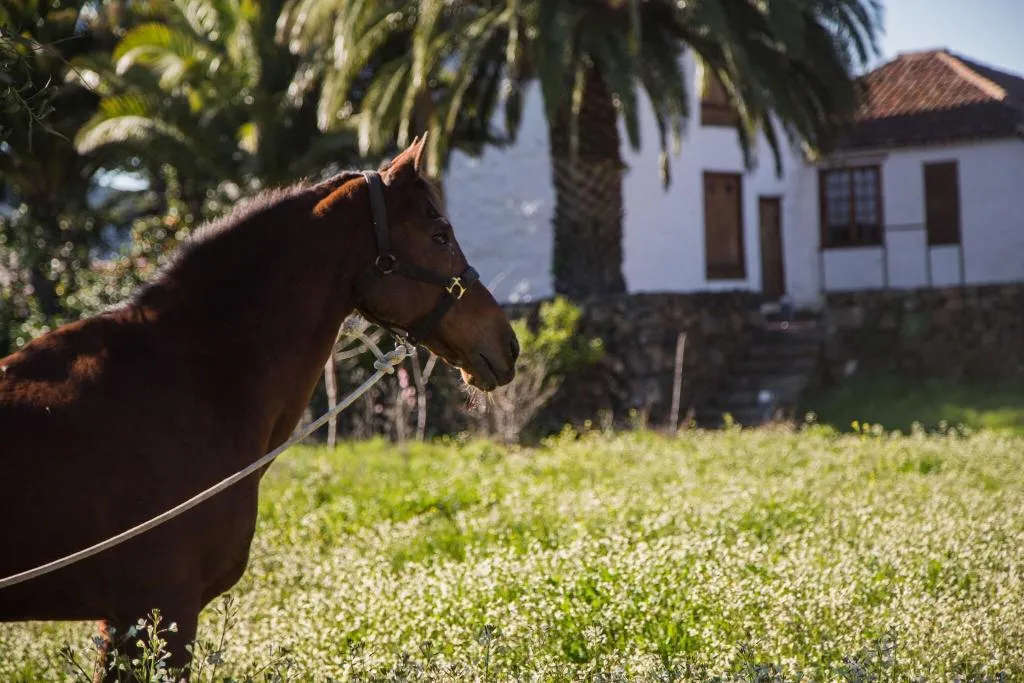 Sports and Entertainment, La Casona Del Patio, Tenerife
