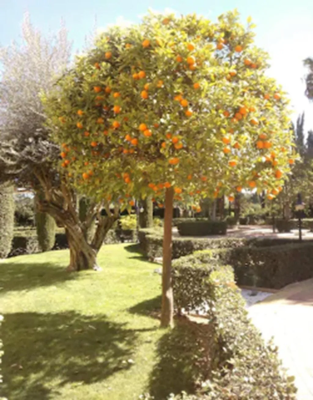 Terrace, AD Hoc Parque Golf, Valencia