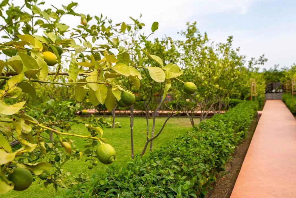 General view, The Lemonary Marrakech, Marrakech