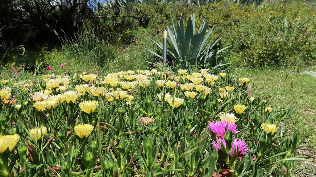 General view, Campo Agave - Boutique B&B en Glamping, Costa Del Sol