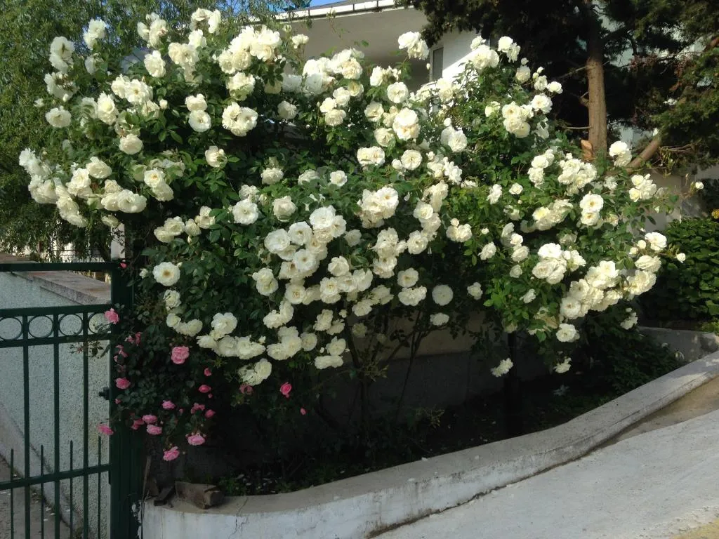 Terrace, Zora, Bourgas
