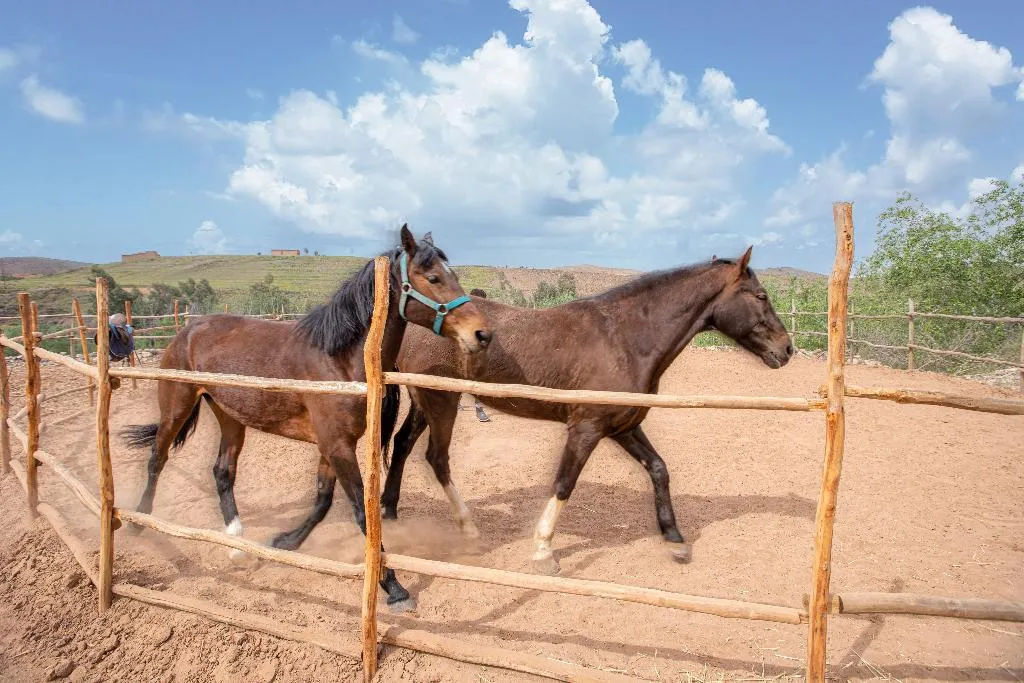 Sports and Entertainment, La Fattoria Ecolodge, Marrakech