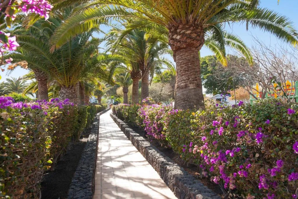 General view, Relaxia Olivina, Lanzarote