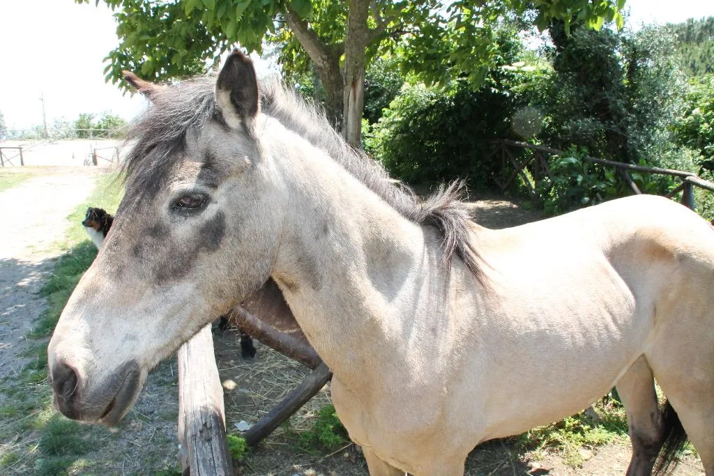 Sports and Entertainment, Agriturismo Piccolo Paradiso, Naples