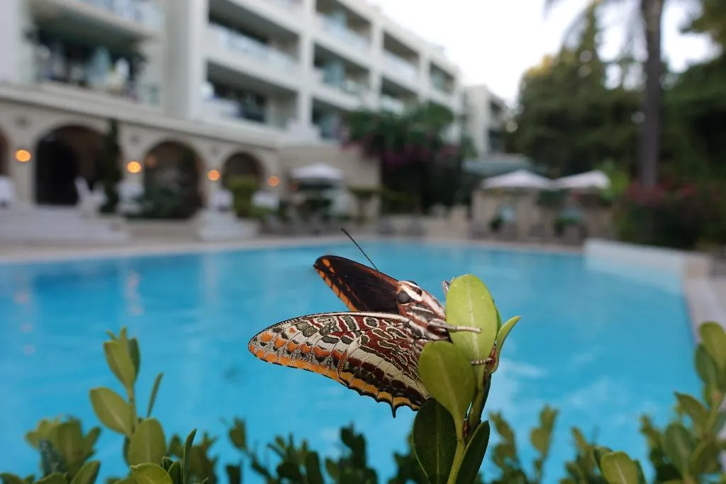 Pool, Rodos Park Hotel, Rhodes