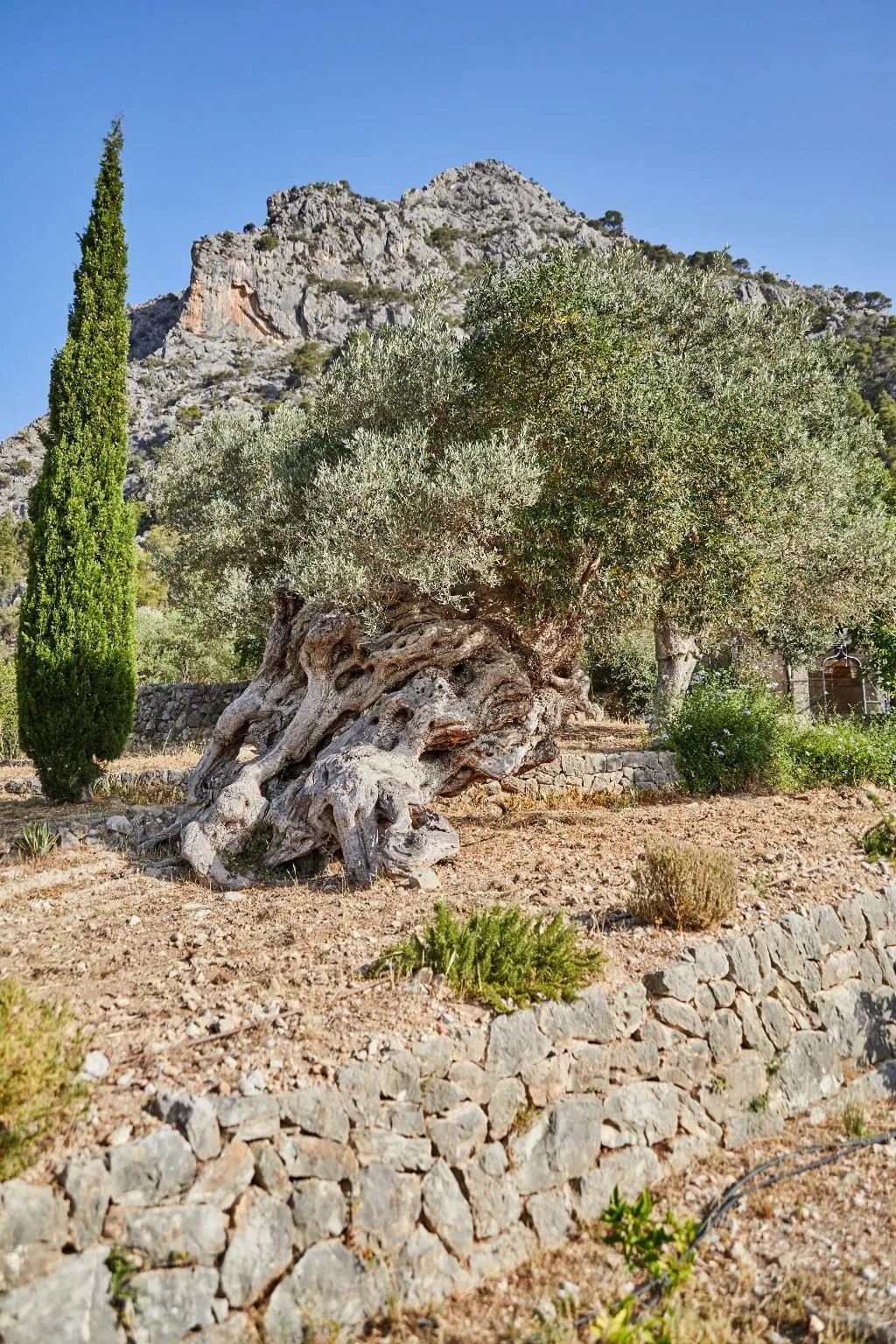 General view, Agroturismo Alquería Blanca, Majorca