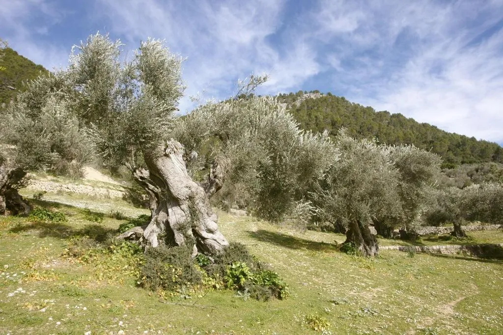 General view, Monnaber Vell, Majorca