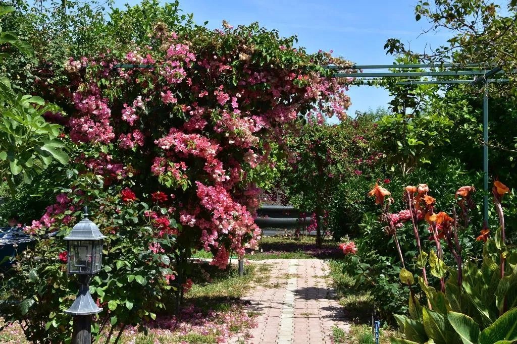 General view, Lemon Garden Lodge, Antalya
