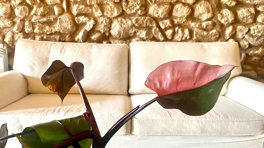 Lobby, Son Cardaix, Majorca
