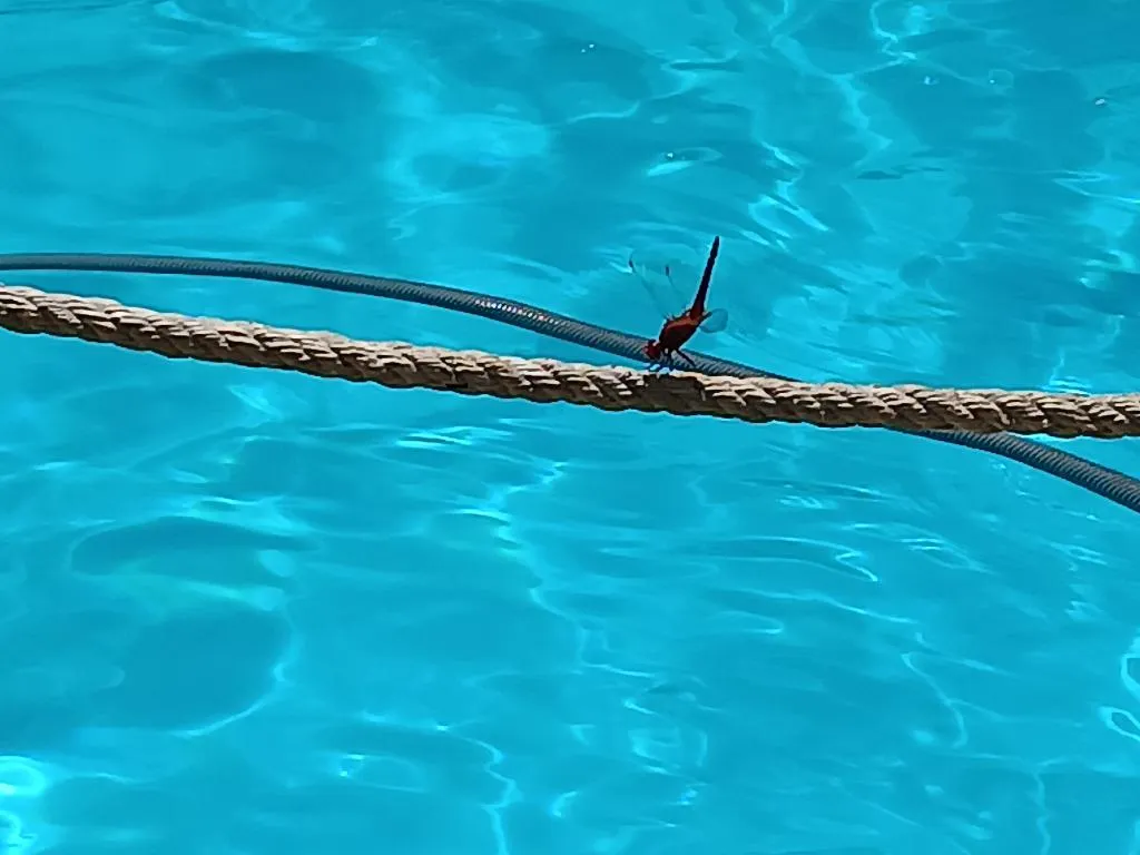 Pool, Renia hotel, Crete