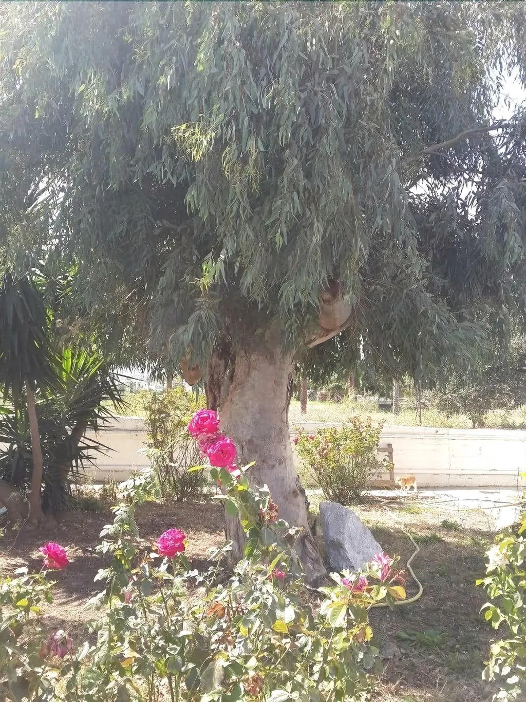 General view, Mariliza Beach, Kos