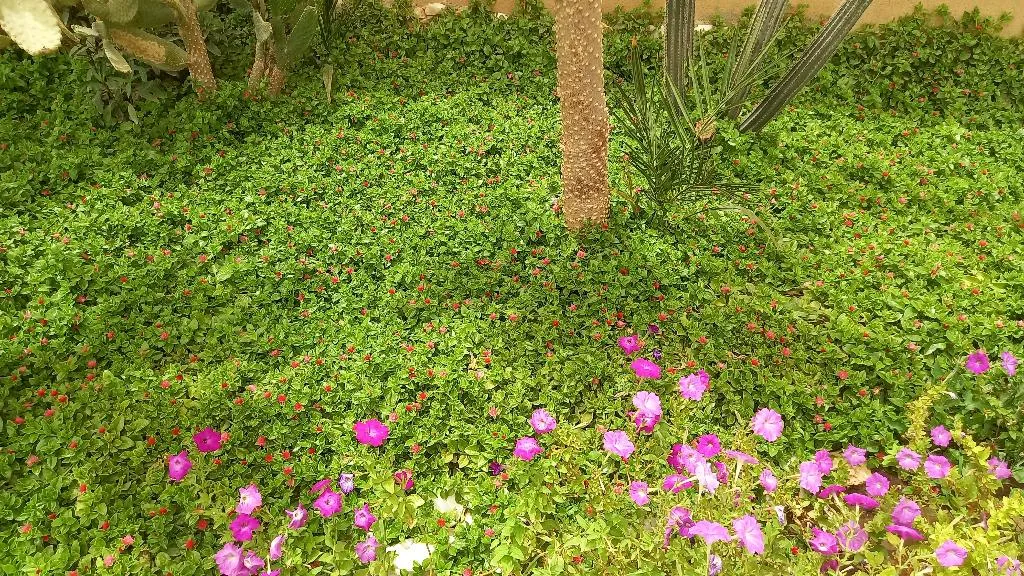General view, Silver Beach Boutique Hotel, Red Sea Riviera
