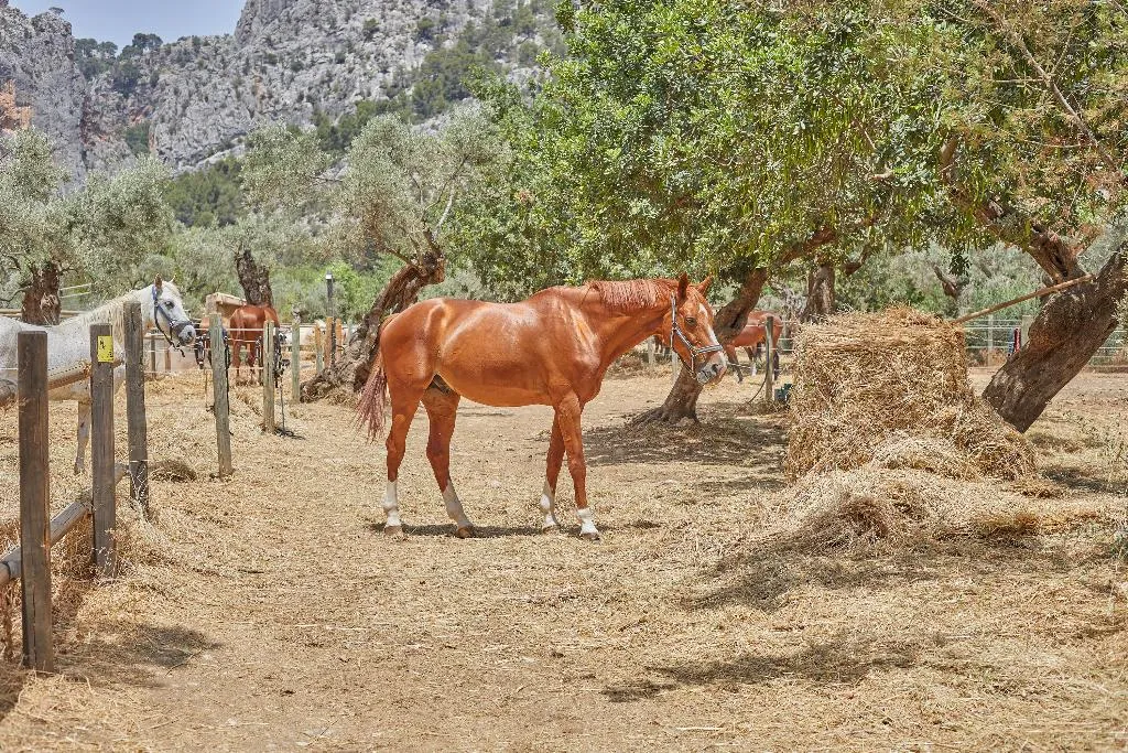 Sports and Entertainment, Agroturismo Alquería Blanca, Majorca