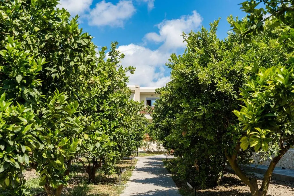 Terrace, Ilyssion Studios, Rhodes