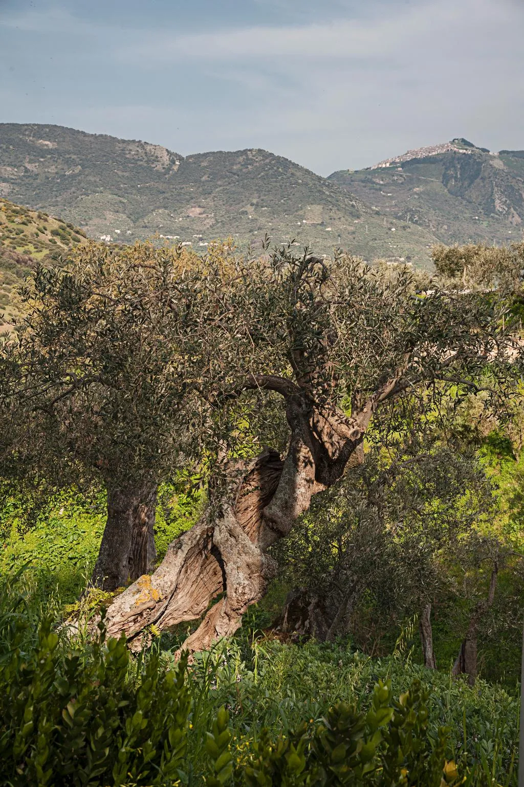 General view, Azienda Agrituristica Bergi, Palermo