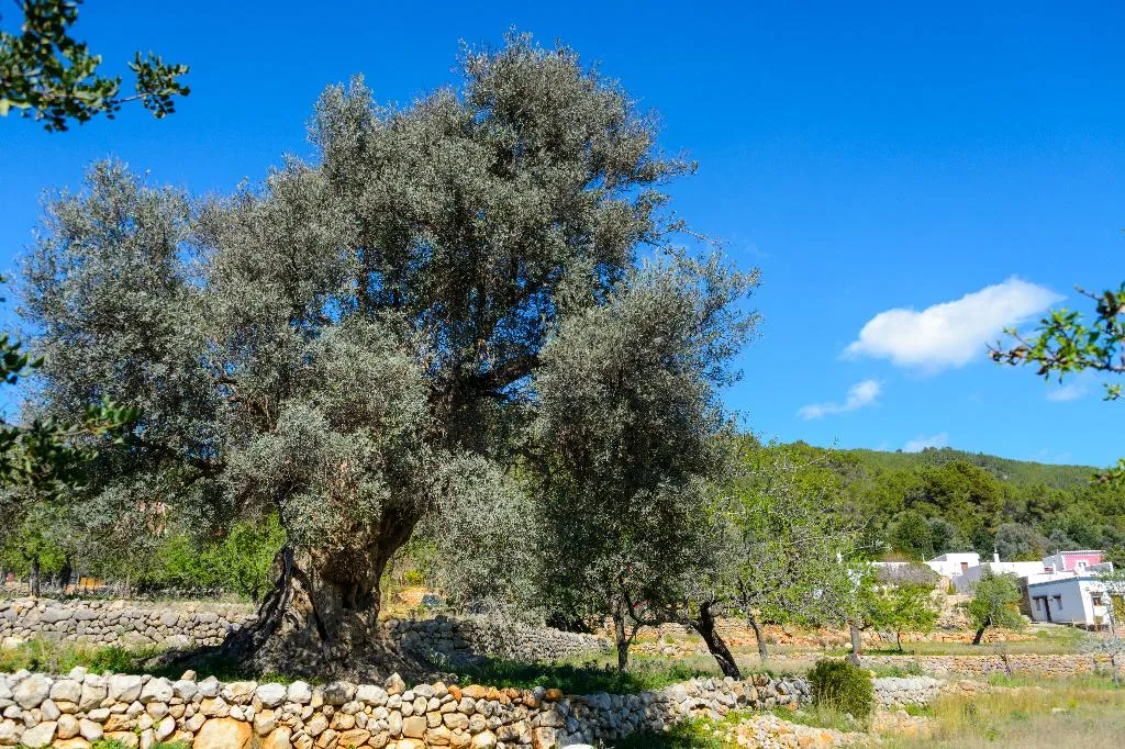 General view, Agroturismo Can Prats, Ibiza