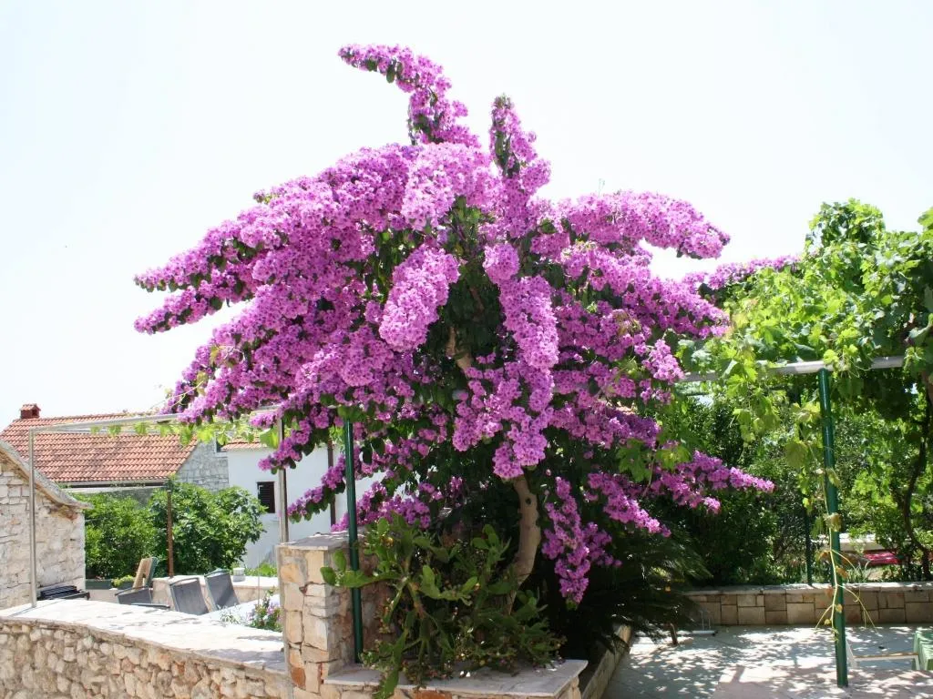 General view, Olga, Split