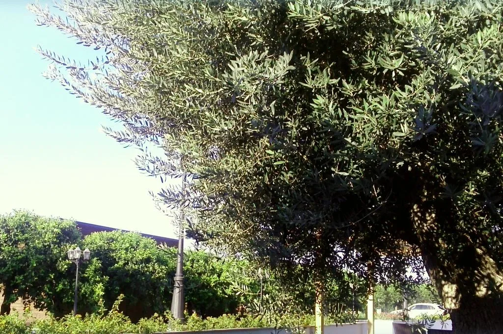 General view, Agriturismo Terra dei Limoni, Catania