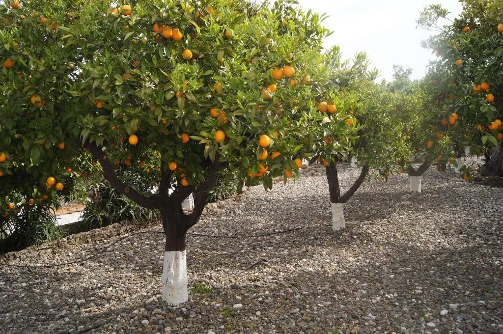 Room, Casa De Orange, Costa Del Sol
