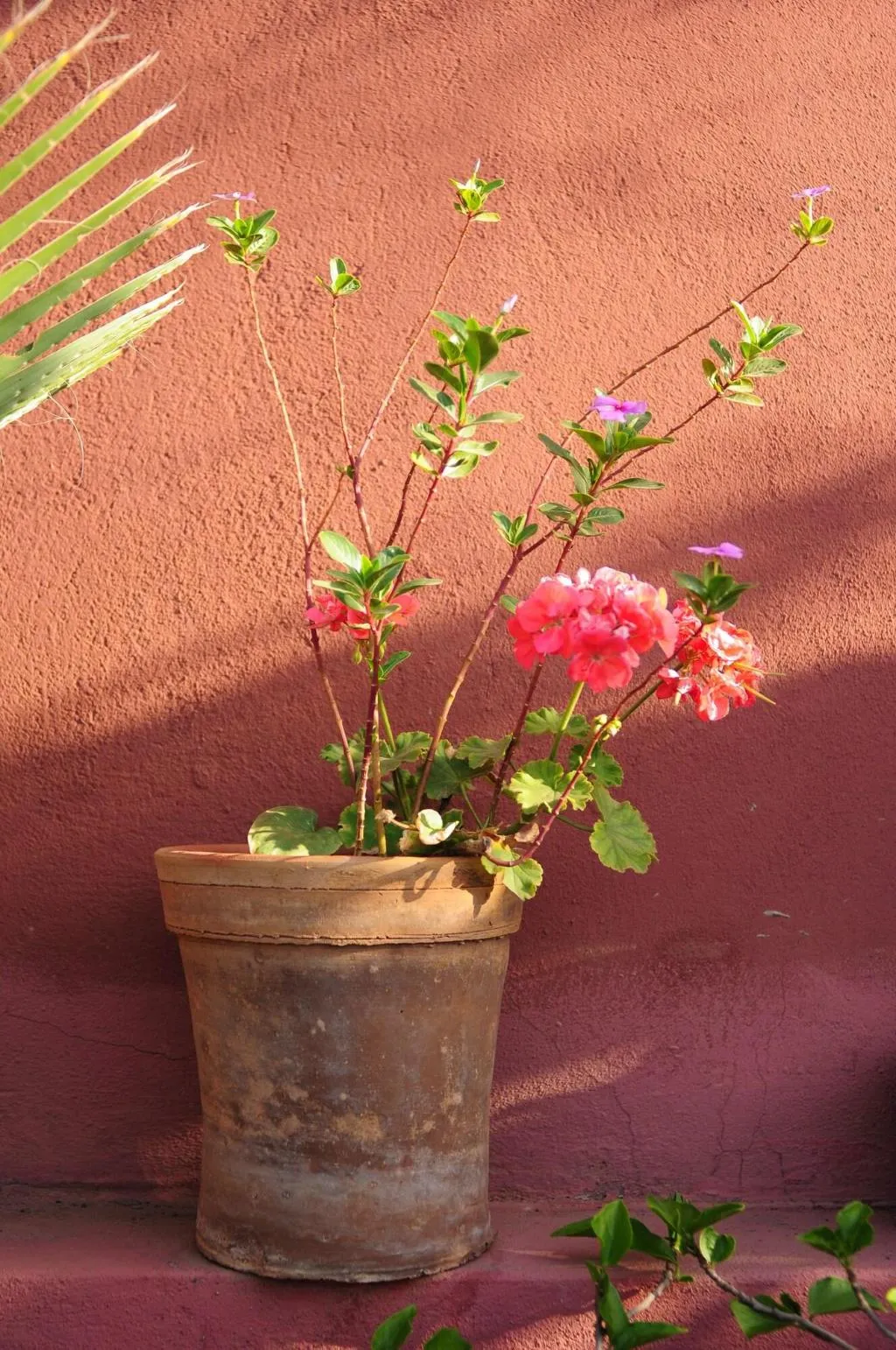 Terrace, Riad Al Mamoune, Marrakech