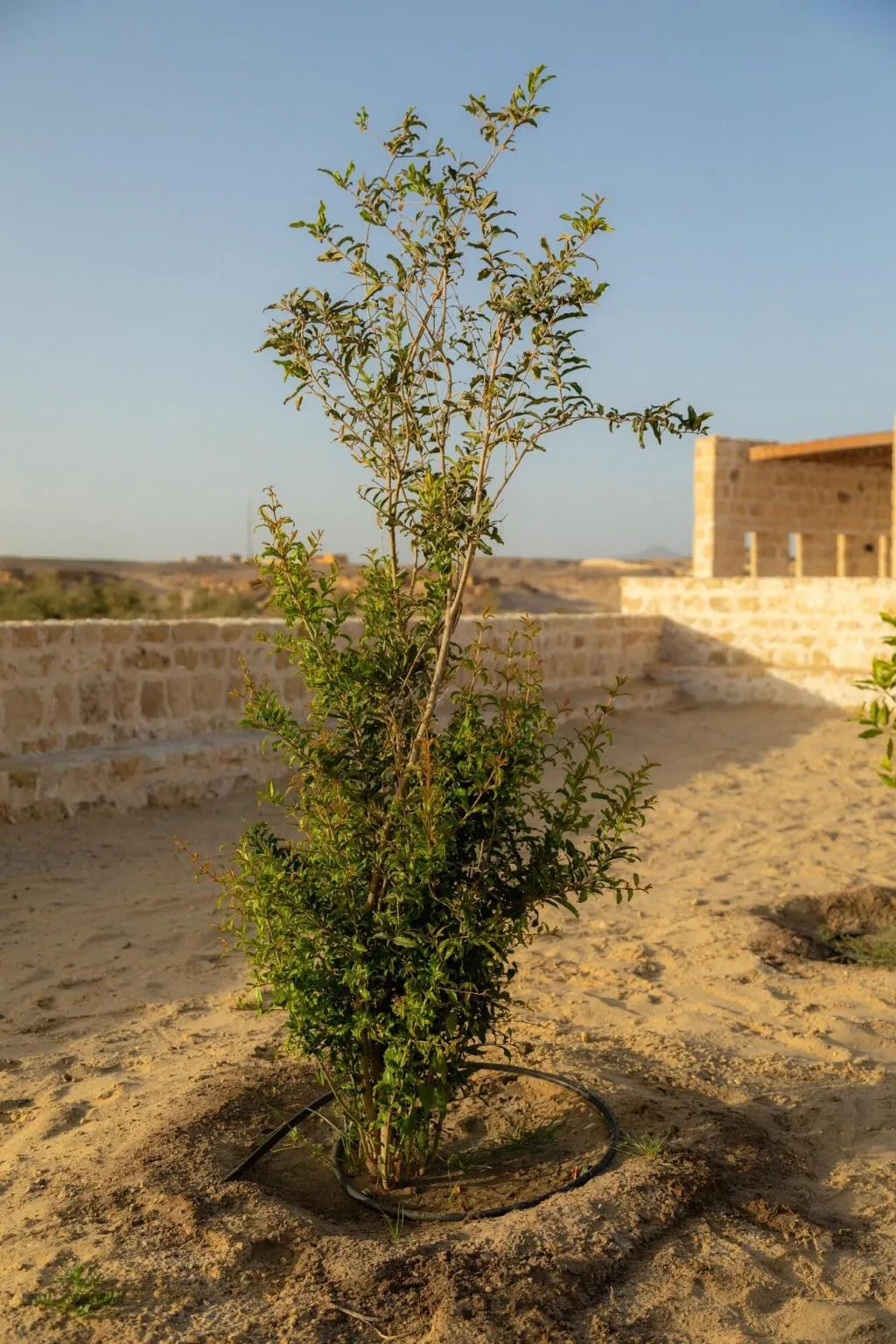 General view, Wadi Sabarah Lodge, Red Sea Riviera