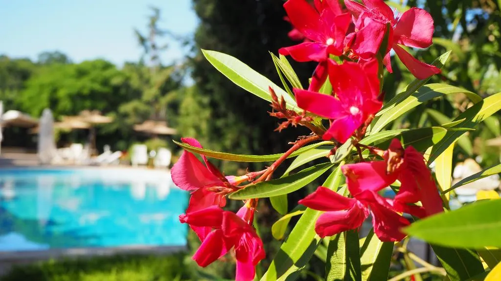 Pool, Joya Park Complex, Varna